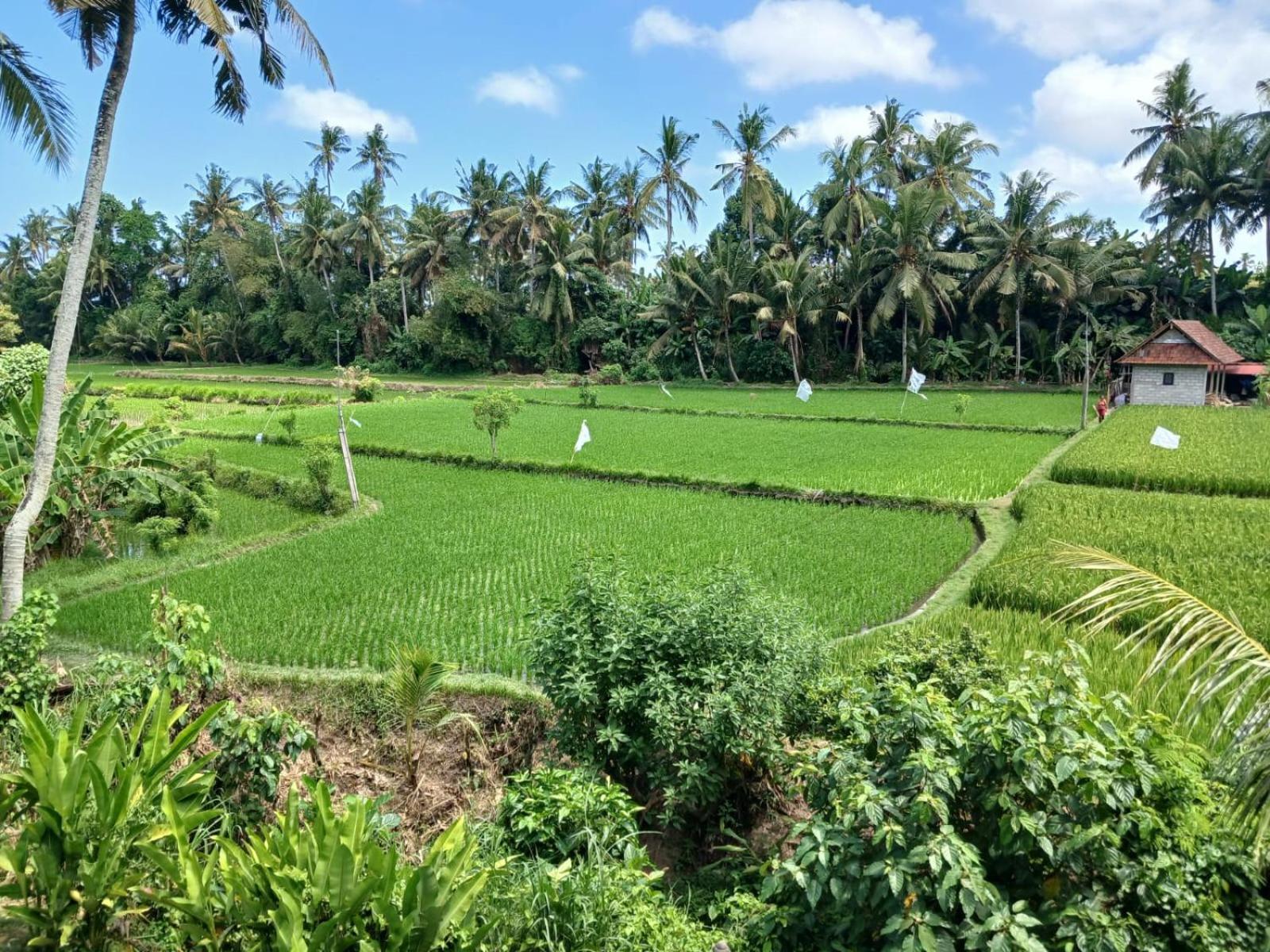 Sunset Pandawa Villa Ubud Zewnętrze zdjęcie